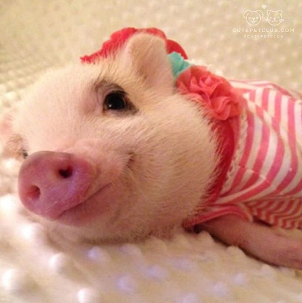 Любимая свинка Нюша, милашка Нюша.
