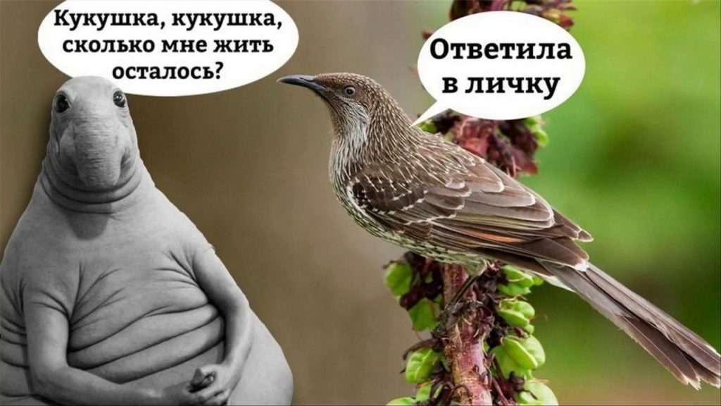 Кукушечка и инопланетянин.