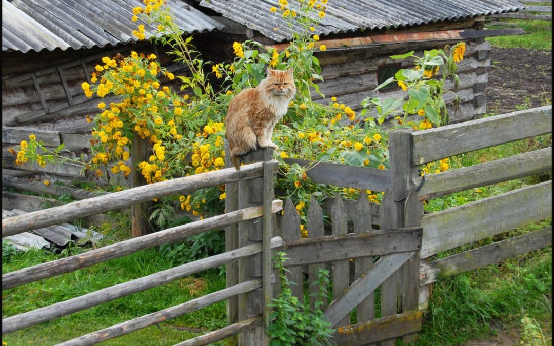 НАМ ЗДЕСЬ ЖУТЬ!